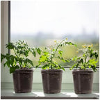 Plant Nursery Pots,Compatible for Lids PET, Transparent Humidity Domes Nursery Cups for Transplanting Seedlings Plant Starter Cont ainer A2 - Image 6