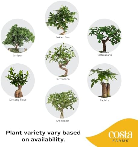 Costa Farms Mini Bonsai, Live Indoor Plant, Easy Care, Home Decor - Image 3