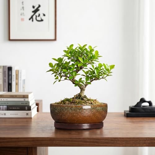 Ceramic Bonsai Pots, 8 Inch Succulent Pots with Tray, Speckle Brown - Image 7