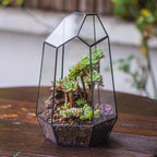 NCYP No Door Geometric Glass Terrarium Planter for Small Succulent, Small Cacti, Black Irregular Opened Terrarium Pot, Indoor Home Garden Office Tabletop Decor, 6.5" x 5.7" x 9.8" (No Plants) - Image 4