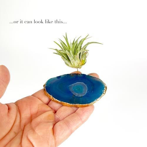 3 Small Blue Agate Geode Crystal Tillandsia Air Plant Holders - Includes Live Plant and Gift Box - Image 7