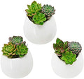 Arcadia Garden Products Small Round Wall Planter 3-Pack-Glossy White by ArcadiaGardenProducts