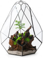 NCYP 16-Inch Closed Large Glass Terrarium with Door, Geometric Greenhouse by NCYP