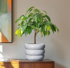 SQOWL Ceramic Pots for Plants - 8 Inch Plant Pot with Drainage Hole, Round Planter for Indoor Plants, Ceramic Flower Pots Outdoor, Modern Planter, Room Decor, Gifts for Plant Lover, Black and White - Image 4
