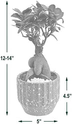 Arcadia Garden Products LV52 Ginseng Ficus Bonsai Live Indoor Plant in Speckled Splash Ceramic Planter for Home, Work, or Gift, Black *Cannot Ship to California* - Image 3