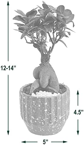 Arcadia Garden Products LV53 Ginseng Ficus Bonsai Live Indoor Plant in Speckled Splash Ceramic Planter for Home, Work, or Gift, Red *Cannot Ship to California* - Image 3