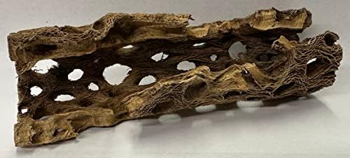 Natural Cholla Wood Chunk Large Air Plant Display Holders Individually Unique Decorative Stands or Holder (Cholla Chunk Large) - Image 5