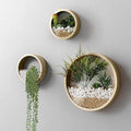 3 Pack Set Wall Planters,Modern Round Glass Wall Planter Succulent Planter Circle Iron Hanging Planter Vase for Herb,Small Cactus Perfect for Balcony, Room and Patio Decor (Gold) by VEVLU