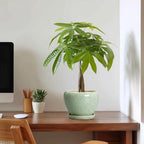 Ceramic Plant Pots 6 Inch, Ceramic Planter with Drainage, Green - Image 7