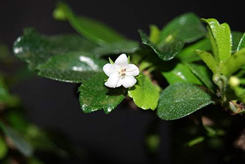 Fukien Tea, Flowers Constantly, 10 Years Old, S Trunk Style. Free Watering Tray. - Image 2