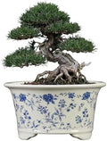 6.69" Glazed Bonsai Pots, with Drainage, Indoor-Outdoor Decor by Unknown