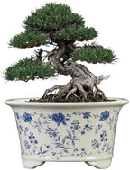 6.69" Glazed Bonsai Pots, with Drainage, Indoor-Outdoor Decor by Unknown