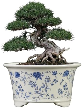 6.69" Glazed Bonsai Pots, with Drainage, Indoor-Outdoor Decor by Unknown
