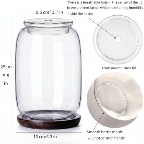 Glass terrariums for Plants .Venus Fly Trap Terrarium jar with Lid and Base. for Succulents, Moss.Indoor Home Decor.Mini Garden Planter - Image 3