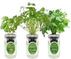 Hydroponic Herb Growing Kit Set, Self-Watering Mason Jar Herb Garden Starter Kit Indoor, Windowsill Herbs Garden, Grow Your Own Herbs from Organic Seeds (Basil, Cilantro and Parsley) by Environet