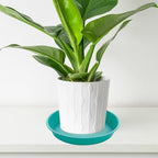 4 Pack of 14 inch Plant Saucers Bird Bath Bow Round, Plastic Plant Saucer Tray for Pots, White Planters for Indoor Plants, Plant Trays for Planter 12-15" (14", Teal) - Image 5