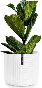 Fox & Fern Large Planter for Indoor or Outdoor, Matte White, 12 Inch by FoxFern