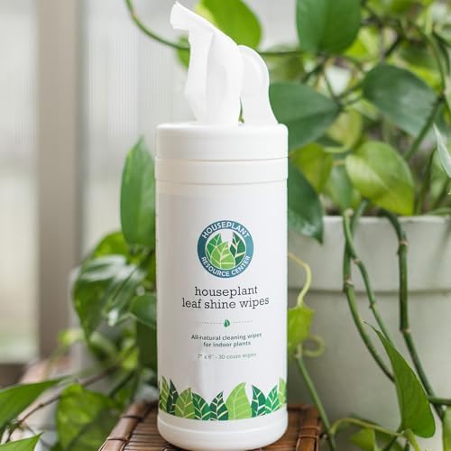 Fiddle Leaf Fig Repotting Bundle - Image 4