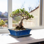 Villa Como Set of 2 Bonsai Pots with Drainage Tray, 7.5" Bonsai Planters - Image 6