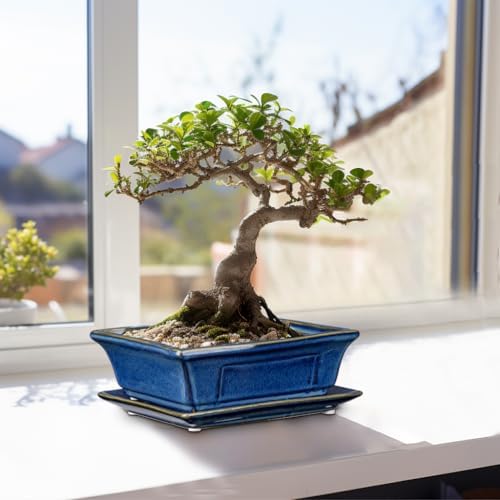 Villa Como Set of 2 Bonsai Pots with Drainage Tray, 7.5" Bonsai Planters - Image 6