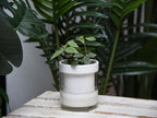 Phoenix Vine 4 Inch Self Watering Planter, White Terracotta Clay Pot with Glass Reservoir for Indoor Plants, Herbs, Flowers, Set of 4, 52-B-E-4 - Image 5