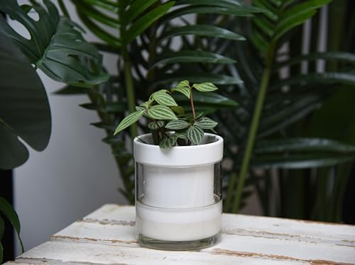Phoenix Vine 4 Inch Self Watering Planter, White Terracotta Clay Pot with Glass Reservoir for Indoor Plants, Herbs, Flowers, Set of 4, 52-B-E-4 - Image 5