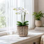 D'vine Dev 6.7 Inch Ceramic Orchid Planter with Lattice Cutout Design, Glazed Cachepot with Clear Nursery Pot & Detachable Saucer for Orchids and Indoor Plants, Stone Taupe, 28-A-Y-7 - Image 7