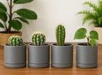 D'vine Dev 4-Pack Ceramic Pots with Saucers, Grey, 3.5 in, 94-X-A-3 - Image 3