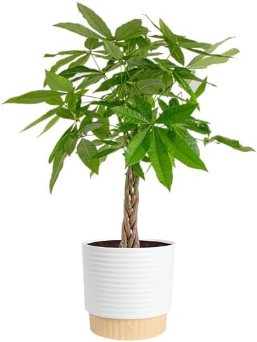 Costa Farms Money Tree Live Indoor Plant, Pet Friendly, 3-4 Ft. Tall by Unknown