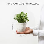 Sureasy Ceramic Plant Pots, 4.7 Inch Flower Pots for Indoor Plants, Succulent Pots with Saucer and Drainage Hole, Decorative Planter for Succulent, Cactus, Set of 4, White - Image 2