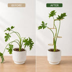 17" Plant Supports for Indoor Plants 3PCS Monstera & Pothos Climber Stakes - Image 3
