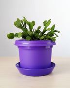 Flower Pots with Saucers, 9 inch, Purple, Pack of 5 - Image 5