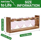 Plant Propagation Stations Heart Plant Terrarium Kit - Image 4
