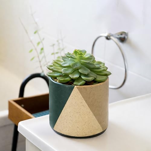 D'vine Dev 2-Pack Cachepot with Clear Pot, 4.5 in, Desert Forest, 93-V-B-1 - Image 7