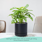 Phoenix Vine 6 Inch Planter Pot with Drainage Hole & Saucer, Deep Water Catch Tray, Straight Cylindrical Round Pot for Plants, Matte Black, Pack of 2, 23-C-S-2 - Image 6