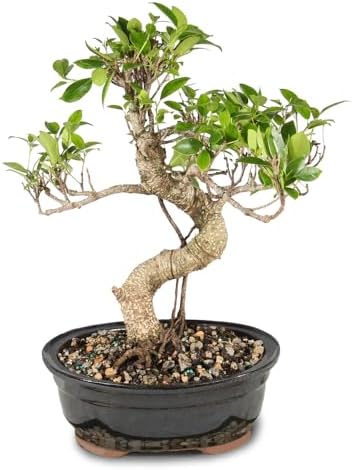 Brussel's Bonsai - Medium Ficus Live Bonsai Tree, Potted Indoor Plant by BrusselsBonsai