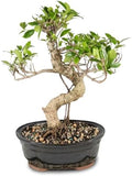 Brussel's Bonsai - Medium Ficus Live Bonsai Tree, Potted Indoor Plant by BrusselsBonsai
