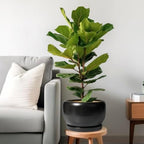 SQOWL Ceramic Flower Pot - 10 Inch Planter with Drainage Hole and Saucer, Modern Large Plant Pot Indoor Outdoor, Decorative Round Planter, Bedroom Decor, Gifts for Plant Lovers, Black - Image 2