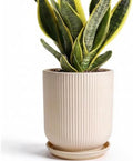 Deep Dream 6 Inch Ceramic Pots for Plants, Heavy Plant Pot for Indoor Outdoor Plants, Large Plant Pot with Drainage Hole and Saucer, Modern Tall Flower Pot, Gifts for Plant Lovers, Cream by DeepDream