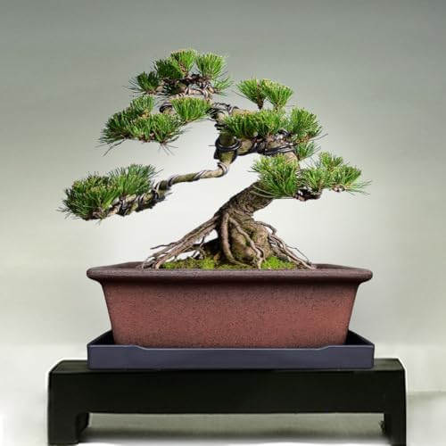 MUZHI Decorative Ceramic Bonsai Planter Pot 8.5 Inch with Tray, Breathable Unglazed Rectangle Terracotta Clay Pot for Tree Succulent Cactus Indoor Outdoor Red Brown (Classic Rectangle A 8.5“) - Image 6