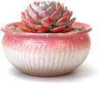 8 Inch Succulent Pot with Drainage and Saucer Glazed Terracotta Round Ceramic Succulent Planter Cactus Bonsai Plant Pot (Pink) by SUMMERIMPRESSIONS