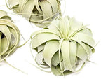 3 Pack Large Xerographica Air Plants 5 to 7 Inch Wide-Air Plants Live Tillandsia Succulent House Plants Holders-Available in Wholesale and Bulk-Home and Garden Decor-Easy Care Indoor Outdoor( - Image 2