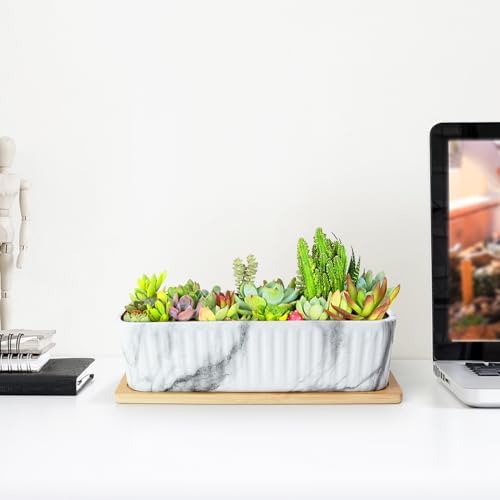 Succulent Pots, Large Shallow Rectangle Planters with Drainage Tray - Image 5