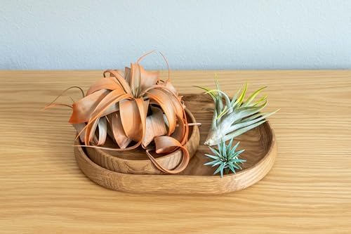 Lavender Colorful Tillandsia Air Plants - Long Lasting Color Enhanced Live Tillandsia Succulent House Plants - Home and Garden Decor - Easy Care Indoor and Outdoor Plants - Image 5