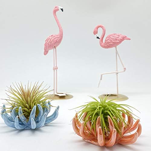 6 Pack air plant Holders (6Pcs Air Plant Containers w/6 Colors Assorted) A Ceramic Coral Set to CreateGifts or Decorate Tabletop - air plants Not Included - Image 3