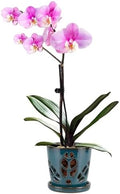W&W Orchid Pot with Holes and Saucer for Repotting, Teal, 5.5 Inch by WWHomeDecor