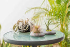 3 Pack Gray Ceramic Stone Holder with Assorted Air Plants - Live Tillandsia Succulent House Plant - Wholesale and Bulk - Home and Garden Decor - Easy Care Indoor and Outdoor Plant - Image 5