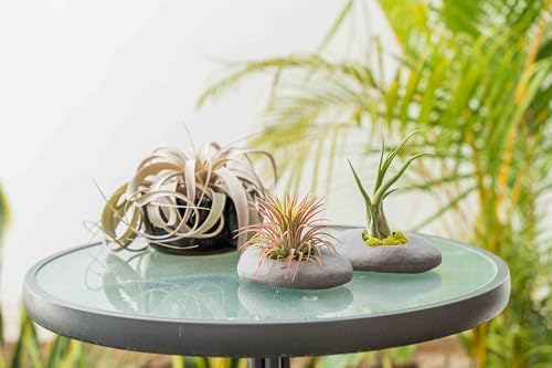 3 Pack Gray Ceramic Stone Holder with Assorted Air Plants - Live Tillandsia Succulent House Plant - Wholesale and Bulk - Home and Garden Decor - Easy Care Indoor and Outdoor Plant - Image 5