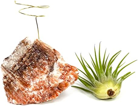 Red Calcite Crystal Air Plant Holder Made Includes Healthy Air Plant and Gift Box Meaningful Birthday Gift - Image 7
