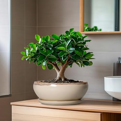 SQOWL Succulent Pots 8 Inch - Ceramic Bonsai Pots for Indoor Plants, Round Shallow Plant Pot with Drainage Hole and Saucer, Bowl Planter Outdoor, Patio Decor, Plant Lover Gifts, Beige - Image 5